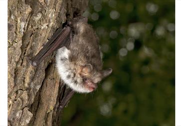 photograph of a bat clinging to a tree trunk
