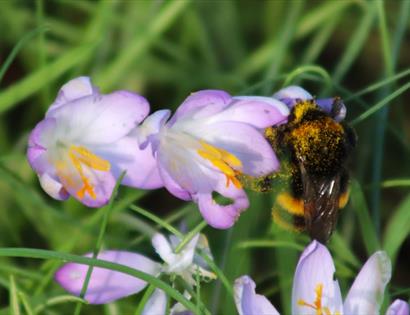 close up photograph of a bumblebee with a crocus flower.