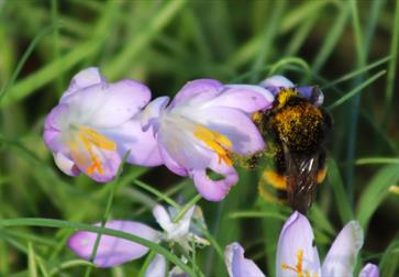 close up photograph of a bumblebee with a crocus flower.