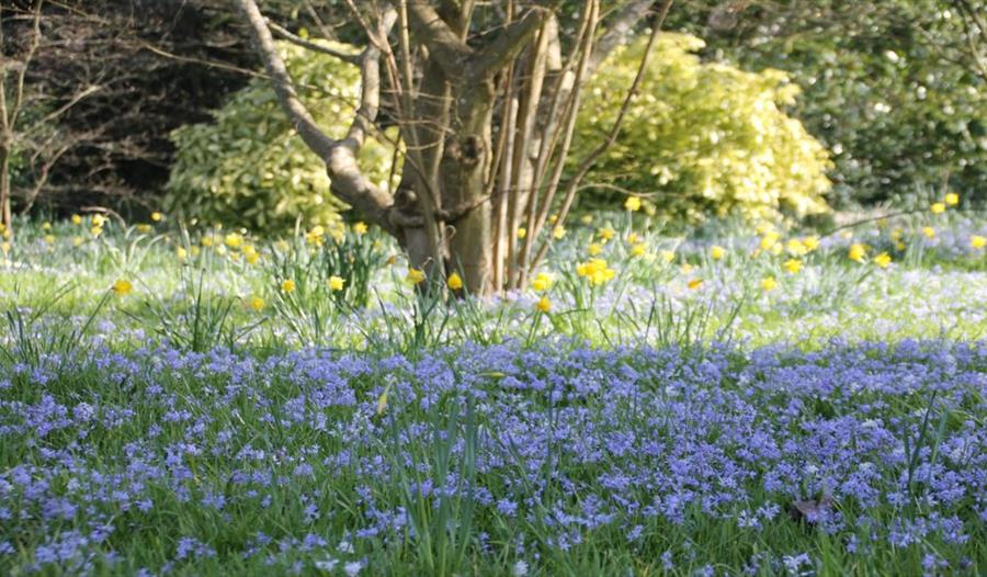 Bluebell and Wildflower Walk