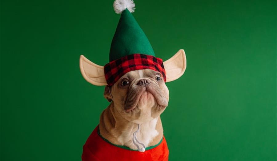 Dog dressed as a Christmas elf