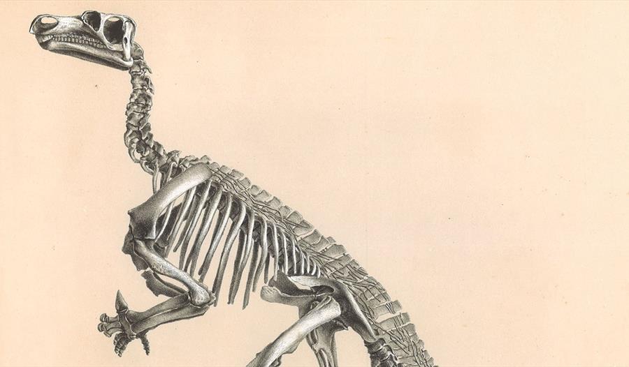 Print of a dinosaur skeleton.