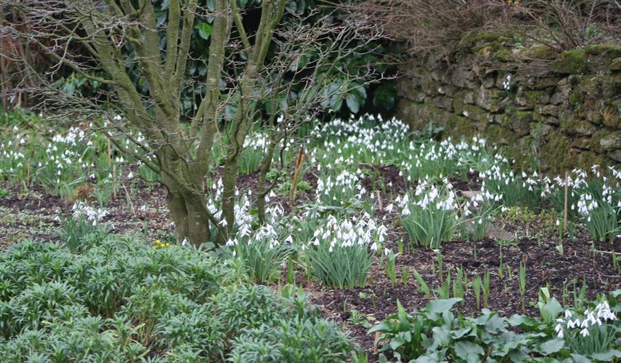 snowdrops at Great Dixter