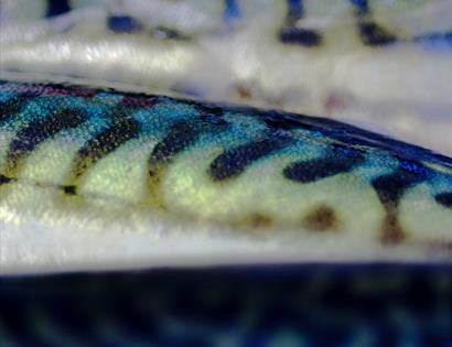 close up of mackerel fish