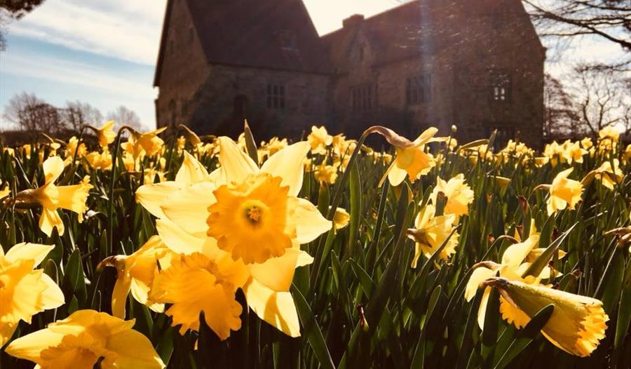 close up field of daffodils with house in background