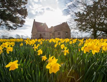 Daffodils at Michelham Priory