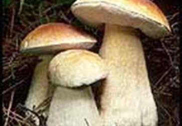 Mushroom Forage