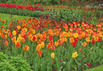 yellow, orange and red tulips filling wide borders.