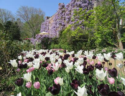 border of tulips in foreground with wisteria-covered building beyond.