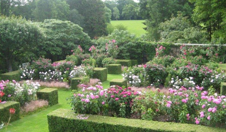 Special Rose Week at Pashley Manor Gardens