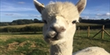 Lamas, Farm, Cream Tea , Robertsbridge