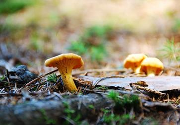 macro photograph of chanterelle mushroom growing.