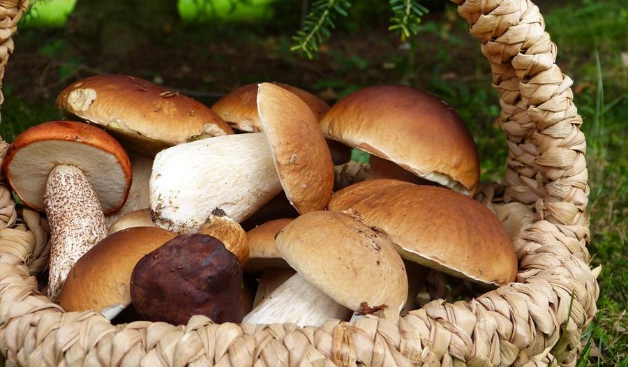 basket of foraged mushrooms