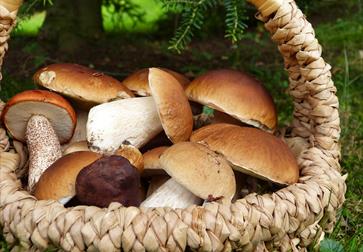 basket of foraged mushrooms