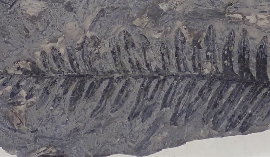 photograph of a fossilised fern imprint.