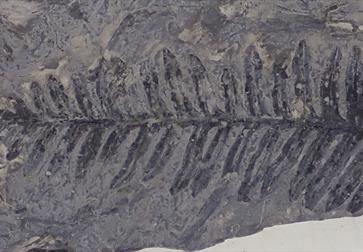 photograph of a fossilised fern imprint.