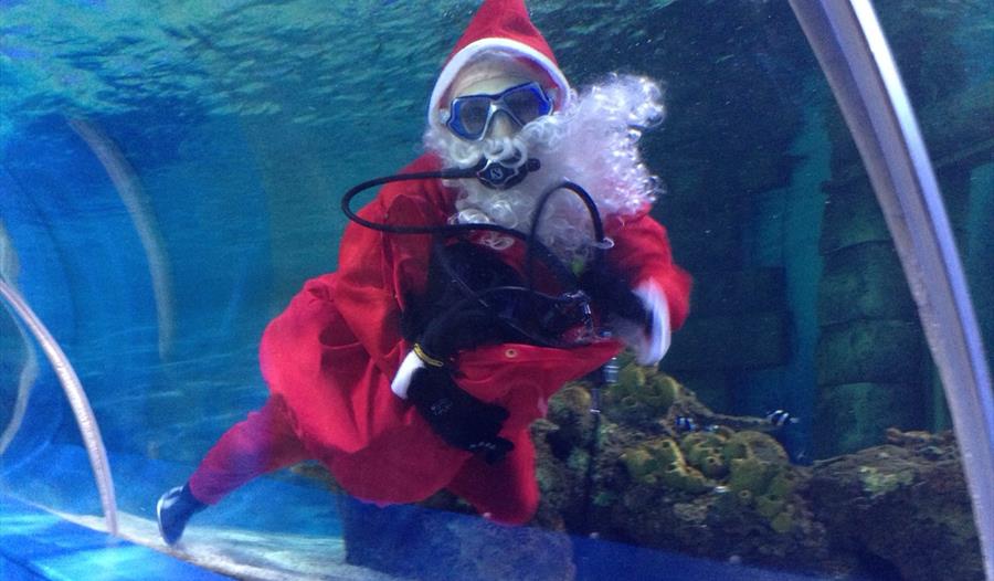 Meet diving Santa at Blue Reef Aquarium, Hastings