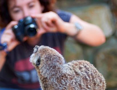 back of meerkat in foreground with blurred background of woman holding camera