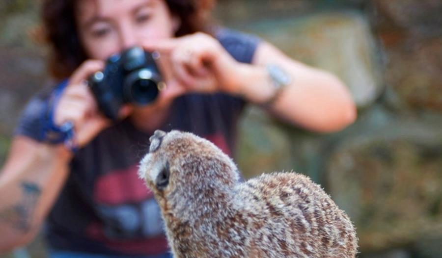 back of meerkat in foreground with blurred background of woman holding camera