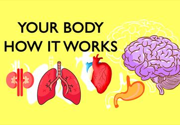 Yellow poster with graphic illustrations of body organs including a brain, lungs and hear. Text says "Your Body How It Works".