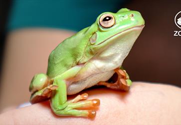 photograph of a frog.