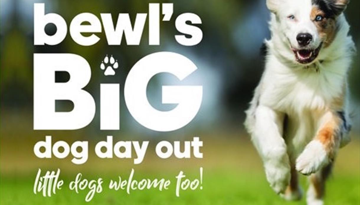 Bewl's Big Dog Day Out