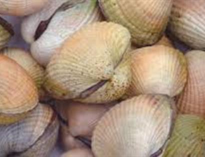 Photograph of shells.