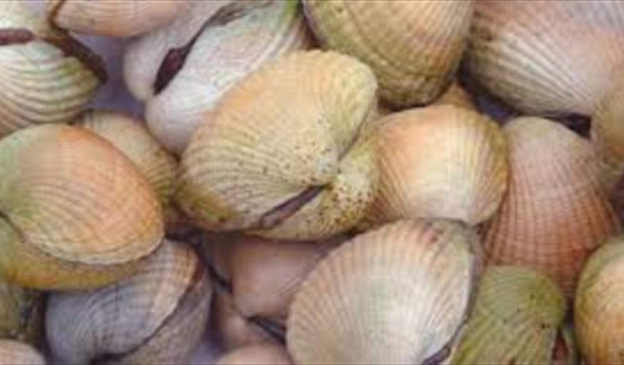 Photograph of shells.