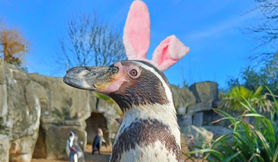 Penguin at drusillas park with pretend easter bunny ears