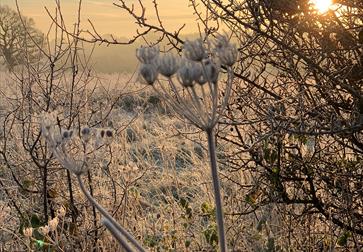 A photograph of countryside in frost.