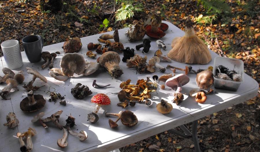 Assorted fungi foraged in the Sussex countryside