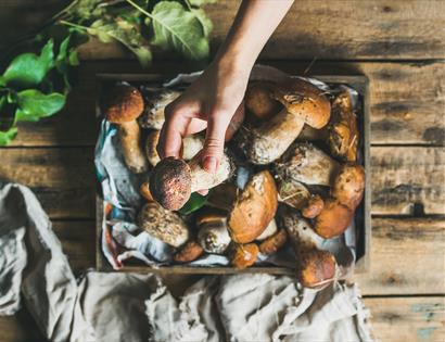 Photograph of foraged mushrooms on a baking tray.