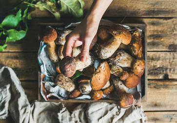 Photograph of foraged mushrooms on a baking tray.