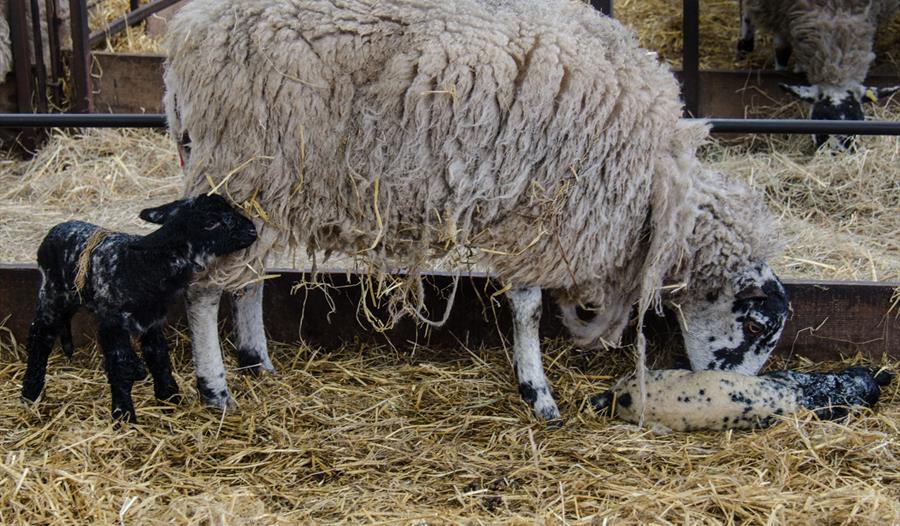 photograph of a sheep and a small lamb.