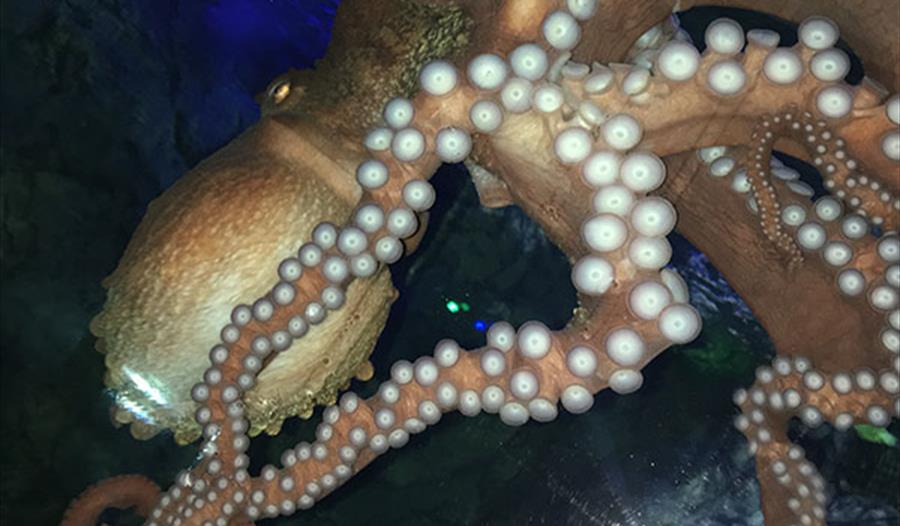 Sea Monsters Week at Blue Reef Aquarium Hastings