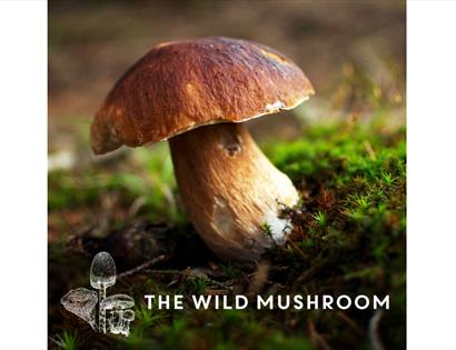 photograph of a mushroom with text wild mushroom