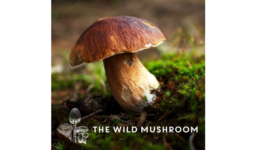 photograph of a mushroom with text wild mushroom