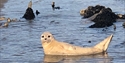 photo of a seal lying in shallow water