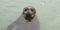photo of seal poking his head out of the sea