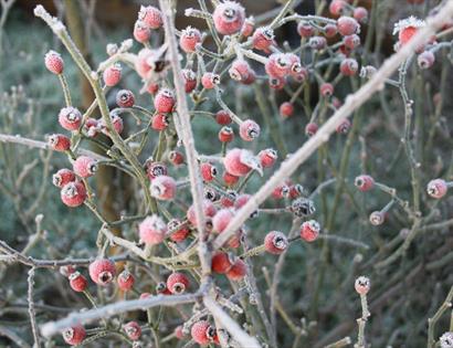 winter berries.