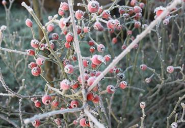 winter berries.