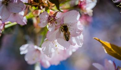 A bee inside a cherry blossom