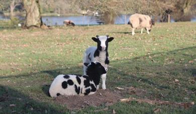 Lambing Live at Trentham Estate