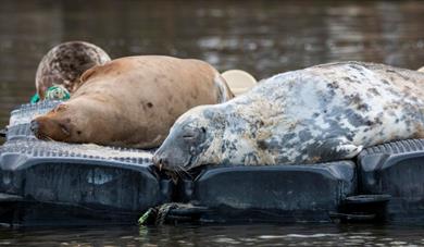 Seal talk at Greenway's Boathouse