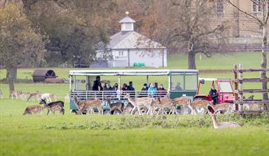 wildlife and safari Holkham Hall