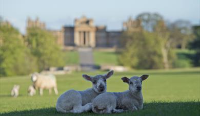 Blenheim Palace Lamb Buggy Tours