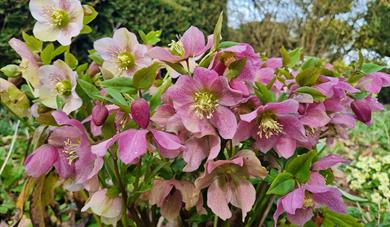 Spring at The Laskett Garden