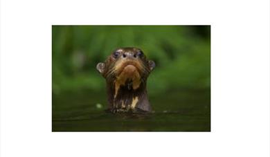 Veolia Environnement Wildlife Photographer of the Year