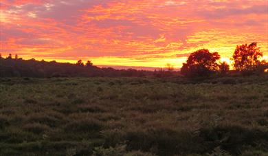 Bolderwood Dusk Explorer Walk