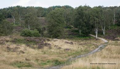 Cannock Chase. Image courtesy Sam Carpenter photography